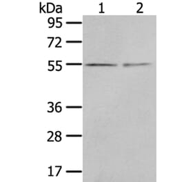 CHRDL1 Antibody from Signalway Antibody (40398) - Antibodies.com