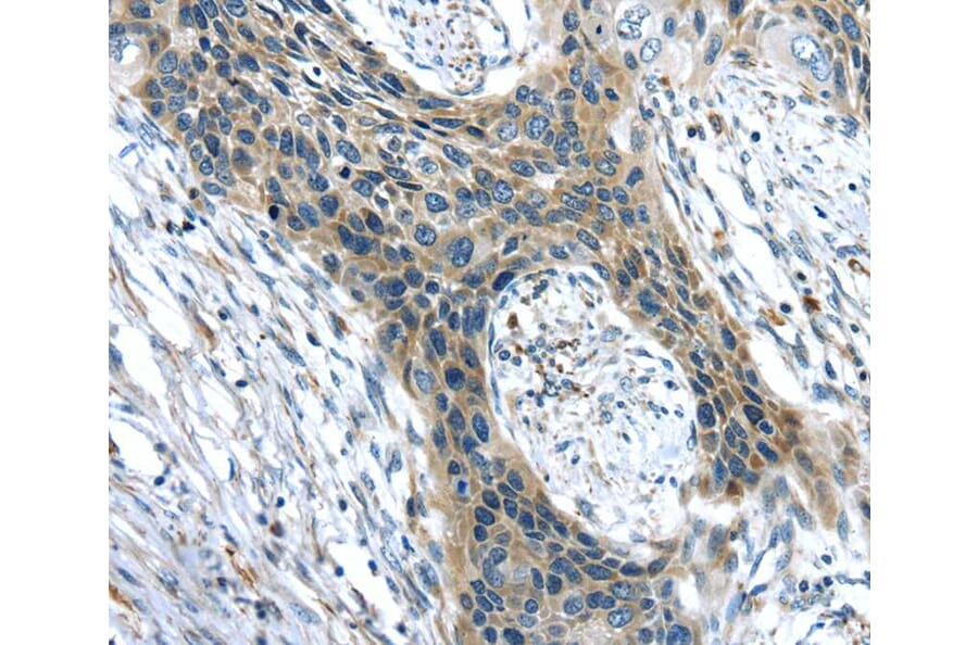 Immunohistochemistry - CHRDL1 Antibody from Signalway Antibody (40398) - Antibodies.com