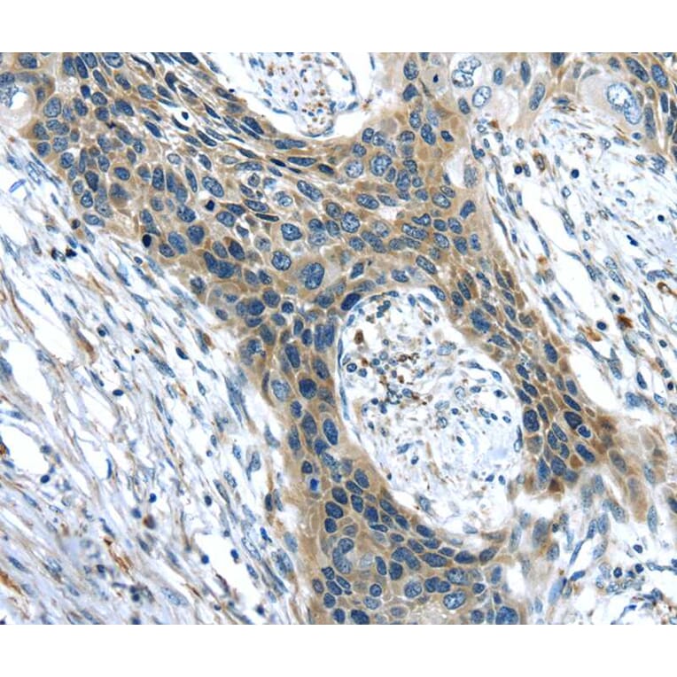 Immunohistochemistry - CHRDL1 Antibody from Signalway Antibody (40398) - Antibodies.com