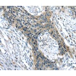 Immunohistochemistry - CHRDL1 Antibody from Signalway Antibody (40398) - Antibodies.com