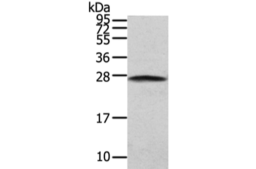PGRMC2 Antibody from Signalway Antibody (42721) - Antibodies.com