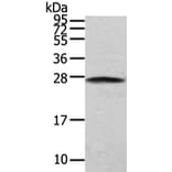 PGRMC2 Antibody from Signalway Antibody (42721) - Antibodies.com