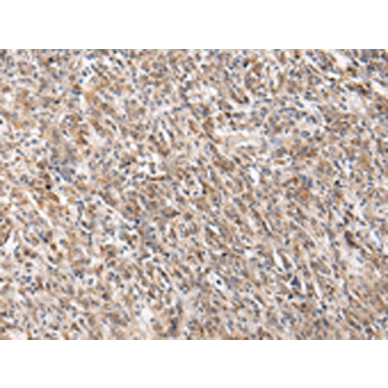 Immunohistochemistry - PGRMC2 Antibody from Signalway Antibody (42721) - Antibodies.com