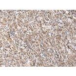 Immunohistochemistry - PGRMC2 Antibody from Signalway Antibody (42721) - Antibodies.com