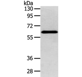 DHCR24 Antibody from Signalway Antibody (42747) - Antibodies.com