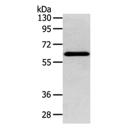 DHCR24 Antibody from Signalway Antibody (42747) - Antibodies.com