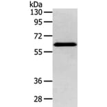 DHCR24 Antibody from Signalway Antibody (42747) - Antibodies.com