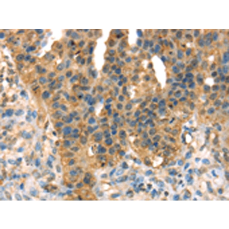 Immunohistochemistry - DHCR24 Antibody from Signalway Antibody (42747) - Antibodies.com