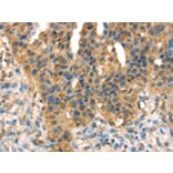 Immunohistochemistry - DHCR24 Antibody from Signalway Antibody (42747) - Antibodies.com