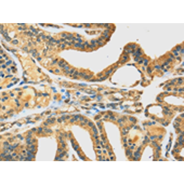 Immunohistochemistry - DHCR24 Antibody from Signalway Antibody (42747) - Antibodies.com