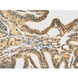 Immunohistochemistry - DHCR24 Antibody from Signalway Antibody (42747) - Antibodies.com