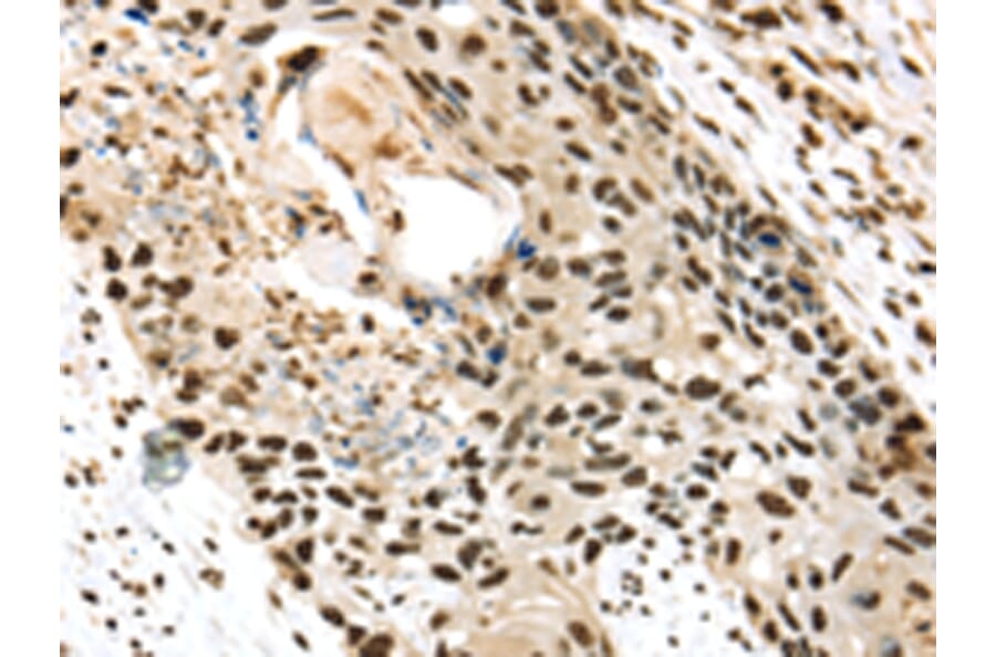 Immunohistochemistry - TALDO1 Antibody from Signalway Antibody (42784) - Antibodies.com