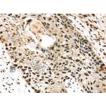 Immunohistochemistry - TALDO1 Antibody from Signalway Antibody (42784) - Antibodies.com