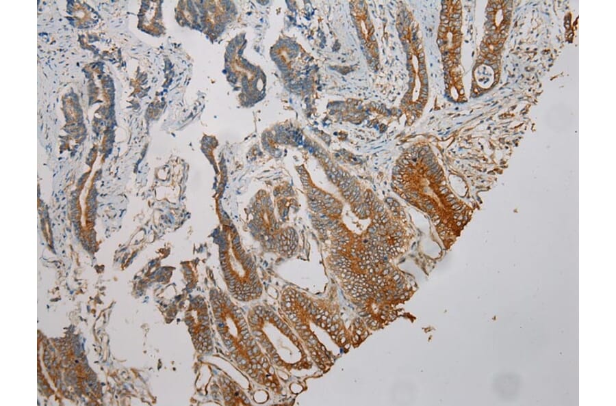 Immunohistochemistry - TUBA1C Antibody from Signalway Antibody (42796) - Antibodies.com