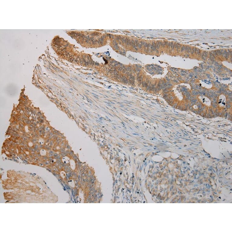 Immunohistochemistry - TUBA1C Antibody from Signalway Antibody (42796) - Antibodies.com