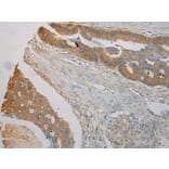 Immunohistochemistry - TUBA1C Antibody from Signalway Antibody (42796) - Antibodies.com