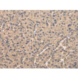 Immunohistochemistry - UQCRC1 Antibody from Signalway Antibody (42814) - Antibodies.com