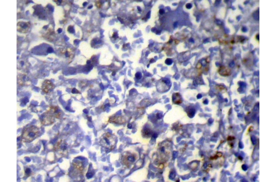 Immunohistochemistry - VPS37A Antibody from Signalway Antibody (42844) - Antibodies.com