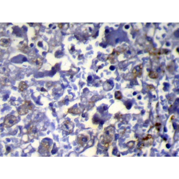Immunohistochemistry - VPS37A Antibody from Signalway Antibody (42844) - Antibodies.com