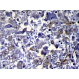 Immunohistochemistry - VPS37A Antibody from Signalway Antibody (42844) - Antibodies.com