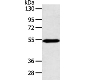ZNF239 Antibody from Signalway Antibody (42876) - Antibodies.com