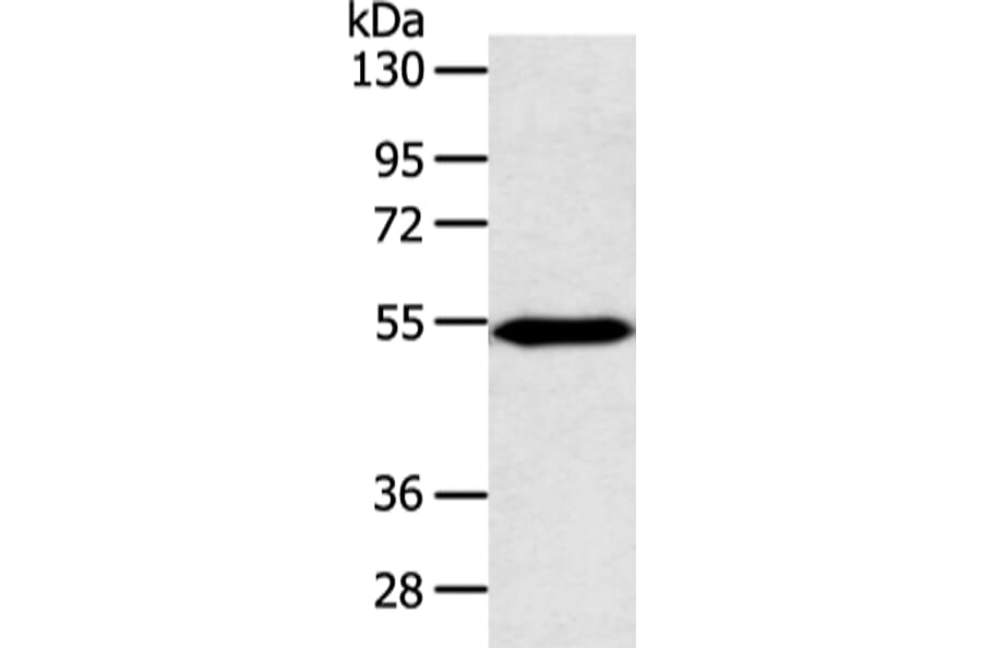 ZNF239 Antibody from Signalway Antibody (42876) - Antibodies.com