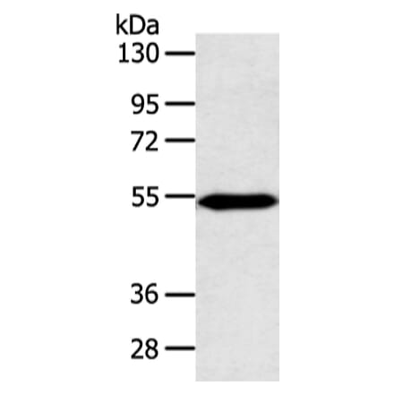 ZNF239 Antibody from Signalway Antibody (42876) - Antibodies.com
