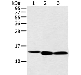 NDUFB3 Antibody from Signalway Antibody (42882) - Antibodies.com