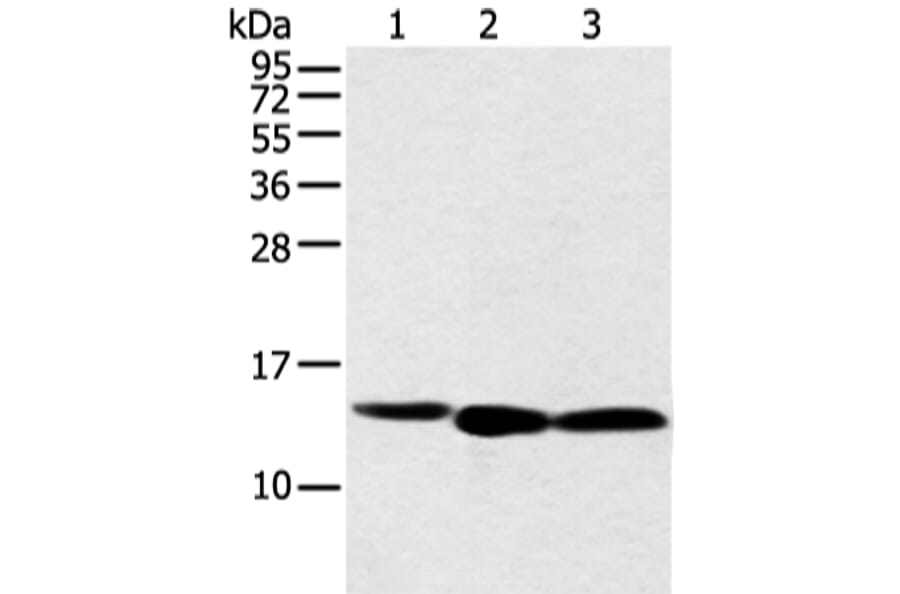 NDUFB3 Antibody from Signalway Antibody (42882) - Antibodies.com