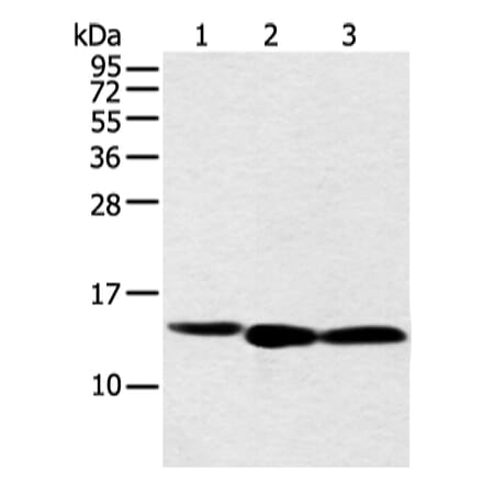 NDUFB3 Antibody from Signalway Antibody (42882) - Antibodies.com