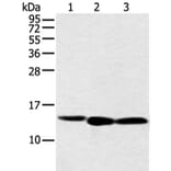 NDUFB3 Antibody from Signalway Antibody (42882) - Antibodies.com