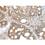 Immunohistochemistry - HIF1AN Antibody from Signalway Antibody (42894) - Antibodies.com