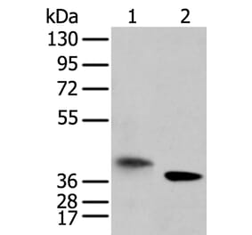 LRRC19 Antibody from Signalway Antibody (42917) - Antibodies.com