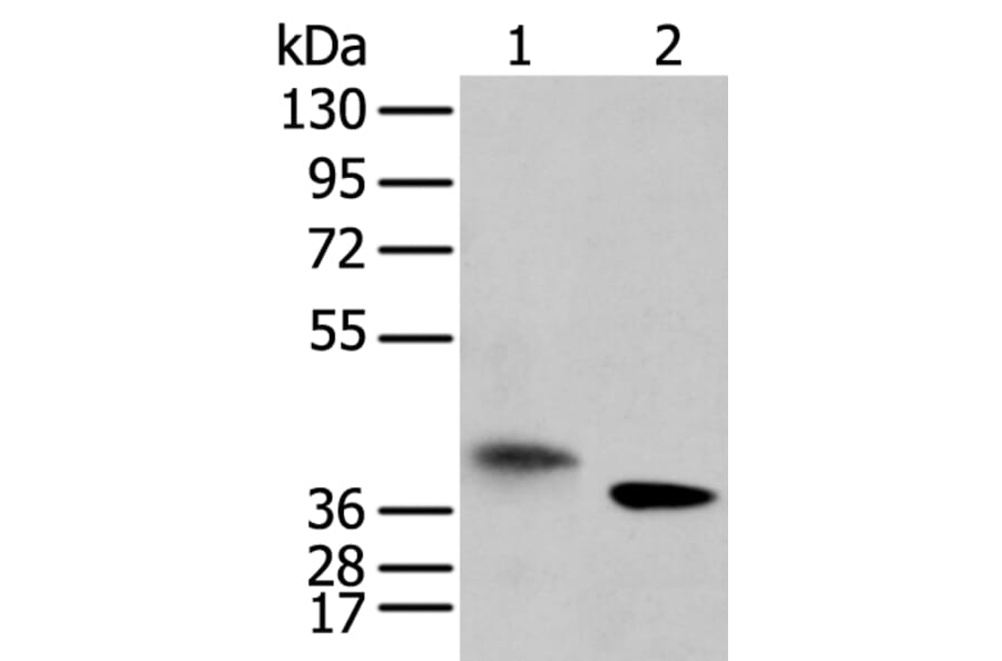 LRRC19 Antibody from Signalway Antibody (42917) - Antibodies.com