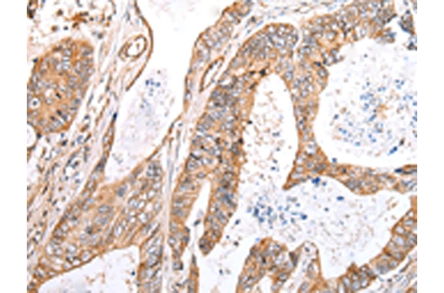 Immunohistochemistry - KCTD16 Antibody from Signalway Antibody (42919) - Antibodies.com