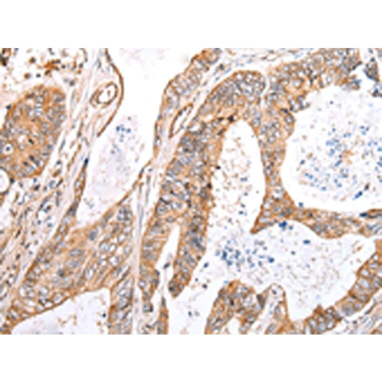 Immunohistochemistry - KCTD16 Antibody from Signalway Antibody (42919) - Antibodies.com