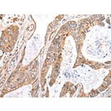 Immunohistochemistry - KCTD16 Antibody from Signalway Antibody (42919) - Antibodies.com