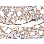 Immunohistochemistry - KCTD16 Antibody from Signalway Antibody (42919) - Antibodies.com