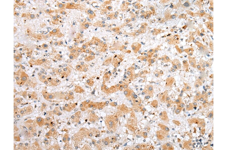 Immunohistochemistry - NUDT21 Antibody from Signalway Antibody (42943) - Antibodies.com