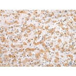 Immunohistochemistry - NUDT21 Antibody from Signalway Antibody (42943) - Antibodies.com