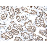 Immunohistochemistry - NUDT21 Antibody from Signalway Antibody (42943) - Antibodies.com