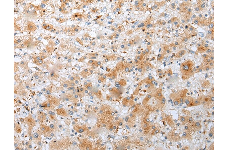 Immunohistochemistry - NUDT22 Antibody from Signalway Antibody (42945) - Antibodies.com