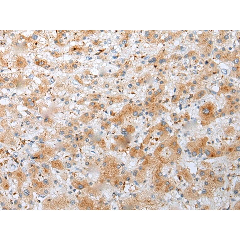 Immunohistochemistry - NUDT22 Antibody from Signalway Antibody (42945) - Antibodies.com