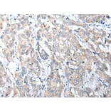 Immunohistochemistry - NUDT22 Antibody from Signalway Antibody (42945) - Antibodies.com