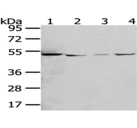 RUVBL2 Antibody from Signalway Antibody (43009) - Antibodies.com