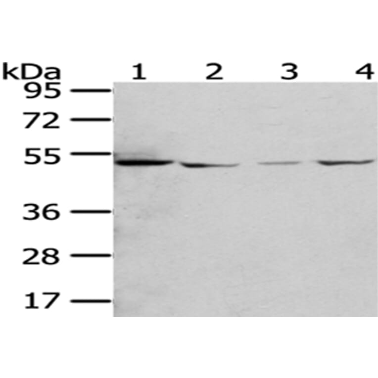 RUVBL2 Antibody from Signalway Antibody (43009) - Antibodies.com