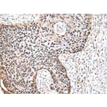 Immunohistochemistry - RUVBL2 Antibody from Signalway Antibody (43009) - Antibodies.com