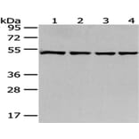 MRPS30 Antibody from Signalway Antibody (43042) - Antibodies.com