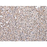 Immunohistochemistry - MRPS30 Antibody from Signalway Antibody (43042) - Antibodies.com