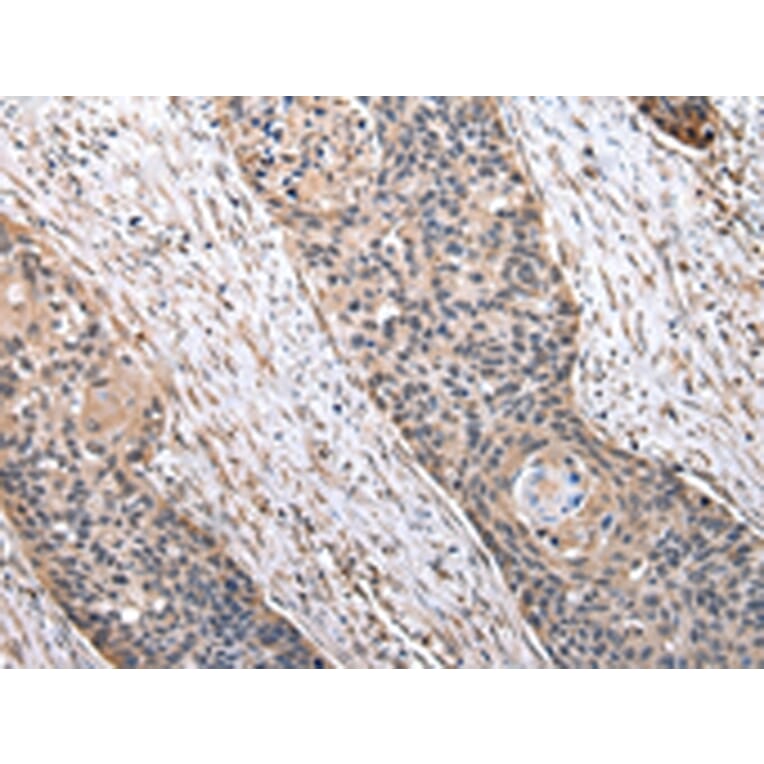 Immunohistochemistry - MRPS30 Antibody from Signalway Antibody (43042) - Antibodies.com